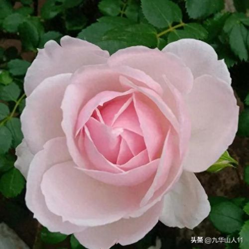 仙度瑞拉2(仙度瑞拉的逃亡刑具介绍)插图5 仙度瑞拉2(仙度瑞拉的逃亡刑具介绍)插图5