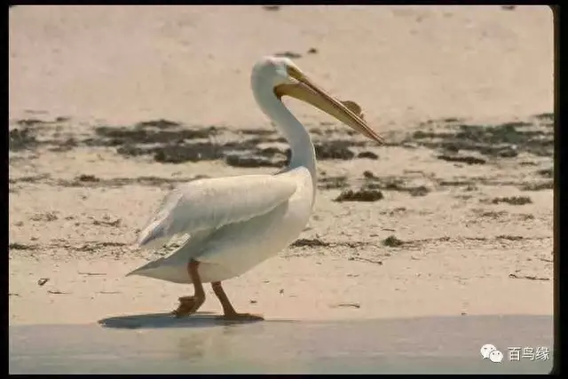 japonensisJAVA好妈妈欢迎你(japonensis忘忧草)插图30 japonensisJAVA好妈妈欢迎你(japonensis忘忧草)插图30