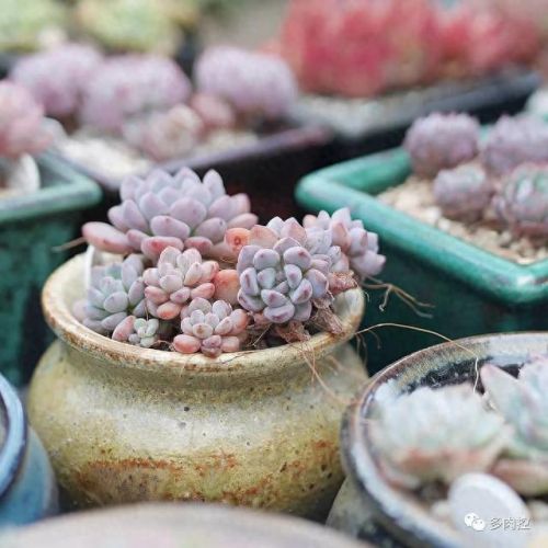 龙舌兰高原42攻略(龙舌兰高原攻略65)插图11 龙舌兰高原42攻略(龙舌兰高原攻略65)插图11