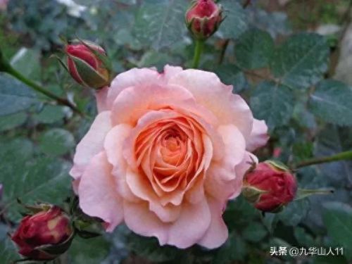 仙度瑞拉2(仙度瑞拉的逃亡刑具介绍)插图 仙度瑞拉2(仙度瑞拉的逃亡刑具介绍)插图