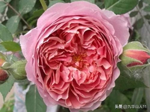 仙度瑞拉2(仙度瑞拉的逃亡刑具介绍)