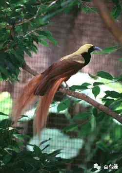 japonensisJAVA好妈妈欢迎你(japonensis忘忧草)插图13 japonensisJAVA好妈妈欢迎你(japonensis忘忧草)插图13