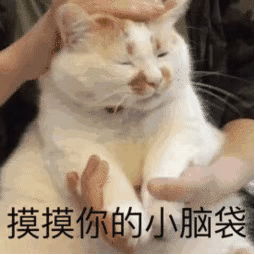 copycat表情包(表情包popcat)