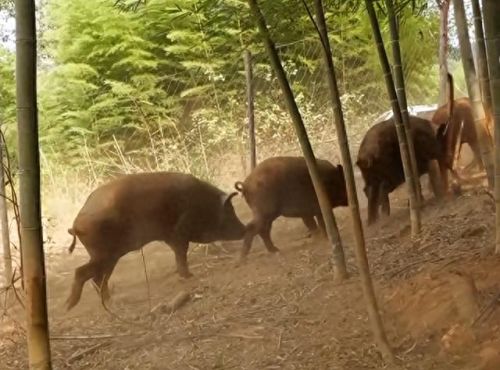 跳跳猪(跳跳猪玩具对婴儿危害)插图3 跳跳猪(跳跳猪玩具对婴儿危害)插图3