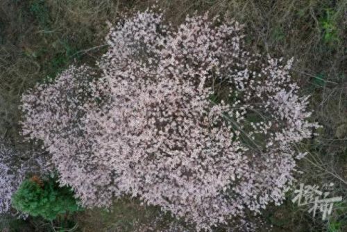 樱之路(穿越火线击杀音效)插图28 樱之路(穿越火线击杀音效)插图28