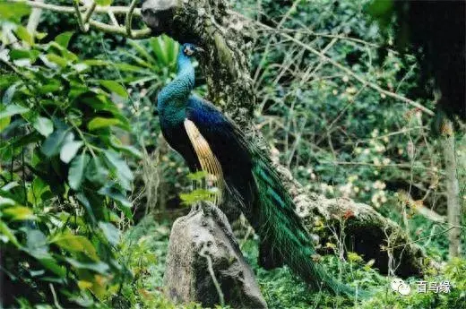 japonensisJAVA好妈妈欢迎你(japonensis忘忧草)插图26 japonensisJAVA好妈妈欢迎你(japonensis忘忧草)插图26