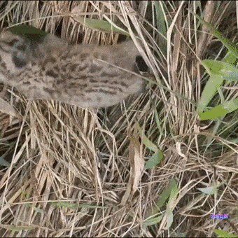 寻找小狸子(寻找小狸子之后怎么破除结界)插图 寻找小狸子(寻找小狸子之后怎么破除结界)插图
