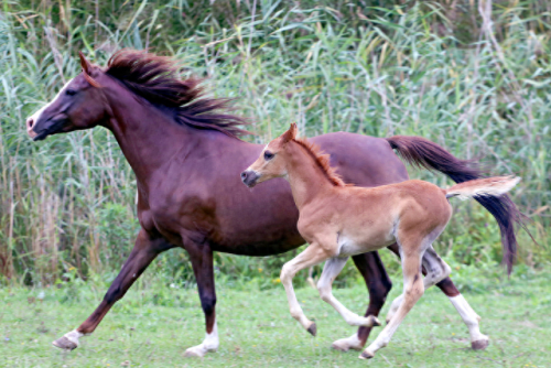 畜禽和人类AA(畜禽产品质量安全方面的工作总结)插图16 畜禽和人类AA(畜禽产品质量安全方面的工作总结)插图16