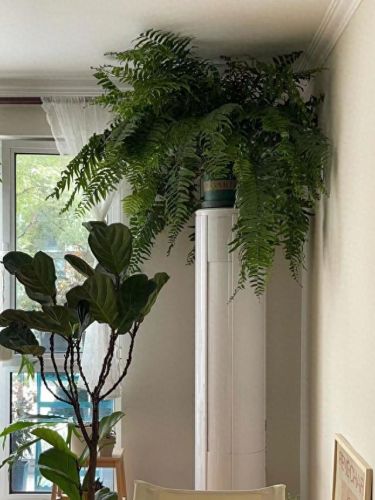 锈湖攻略种花(锈湖交流中的攻略)插图10