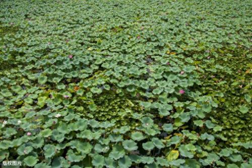 浅塘100-200图文攻略(浅塘120关图文攻略)插图5