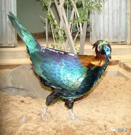 japonensisJAVA好妈妈欢迎你(japonensis忘忧草)插图25 japonensisJAVA好妈妈欢迎你(japonensis忘忧草)插图25