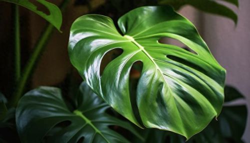 植物保卫战无限叶子(植物保卫战游戏全攻略)插图5