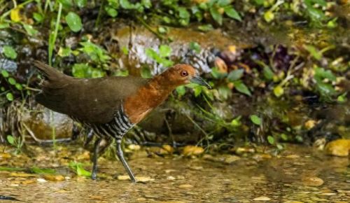 白喉斑秧鸡(判断白喉最简单的方法)插图14