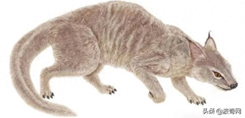 猫狗兽(猫狗兽真的存在吗)插图
