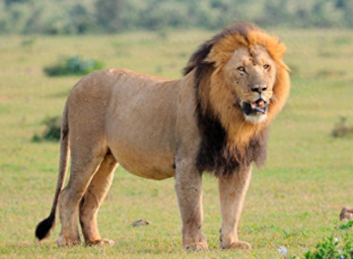 畜禽和人类AA(畜禽产品质量安全方面的工作总结)插图10 畜禽和人类AA(畜禽产品质量安全方面的工作总结)插图10