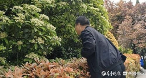 石楠花味道(石楠花什么味道)插图