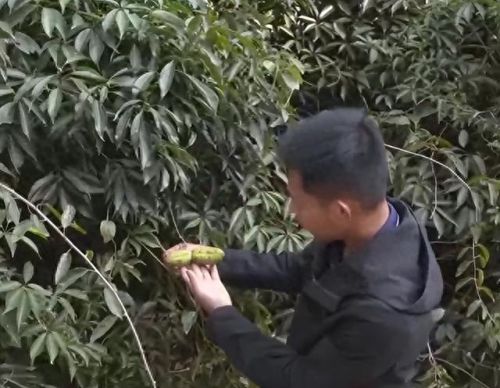 跳跳猪(跳跳猪玩具对婴儿危害)插图4 跳跳猪(跳跳猪玩具对婴儿危害)插图4