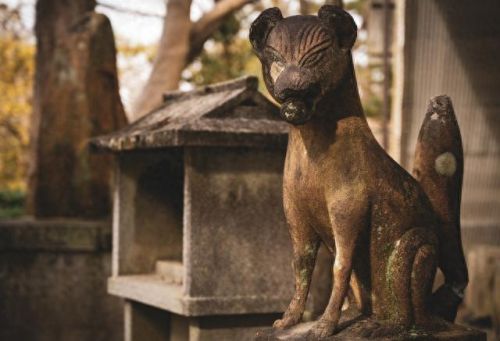 卡蒂狗(卡蒂狗阿尔宙斯)插图3