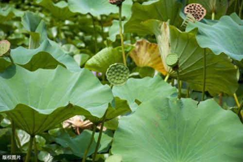 浅塘100-200图文攻略(浅塘120关图文攻略)插图4