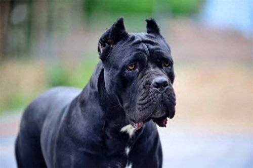 巴西非勒(巴西菲勒犬)插图13 巴西非勒(巴西菲勒犬)插图13