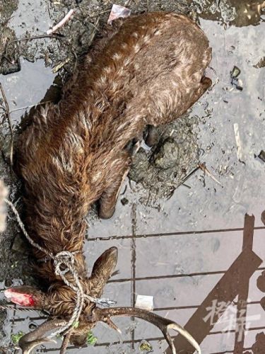 偷猎者(偷猎者实况足球)插图1