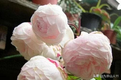 仙度瑞拉2(仙度瑞拉的逃亡刑具介绍)插图12 仙度瑞拉2(仙度瑞拉的逃亡刑具介绍)插图12