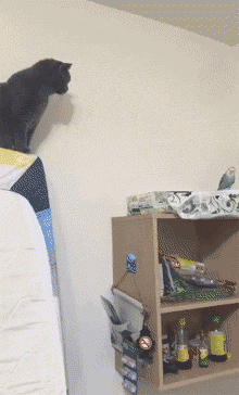 猫狗兽(猫狗兽真的存在吗)