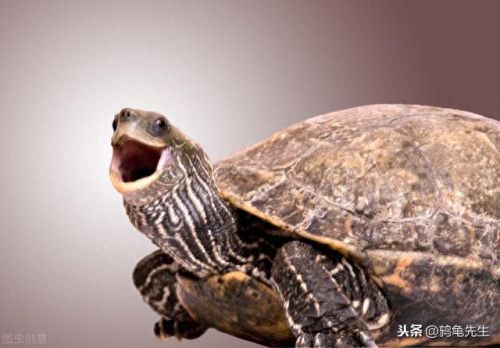 巴西龟寿命(玩乌龟10大禁忌)插图1