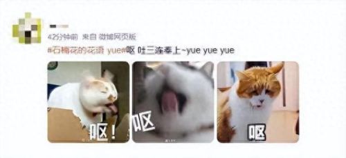 石楠花花语(石楠不能说的秘密)插图1 石楠花花语(石楠不能说的秘密)插图1