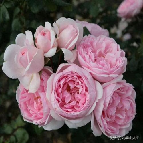 仙度瑞拉2(仙度瑞拉的逃亡刑具介绍)插图7 仙度瑞拉2(仙度瑞拉的逃亡刑具介绍)插图7