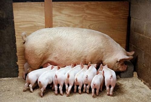 畜禽和人类AA(畜禽产品质量安全方面的工作总结)插图6 畜禽和人类AA(畜禽产品质量安全方面的工作总结)插图6