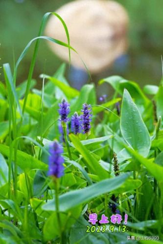 萦绕之魂怎么获得(萦绕之魂是什么意思)插图15