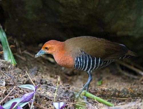 白喉斑秧鸡(判断白喉最简单的方法)插图2