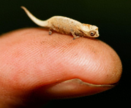 宫砂是指什么(守宫砂是什么)插图12