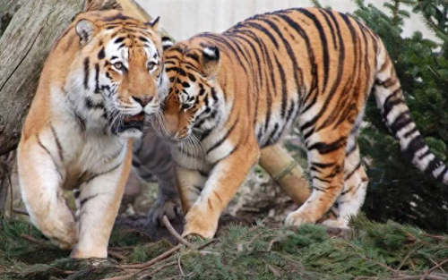 畜禽和人类AA(畜禽产品质量安全方面的工作总结)插图13 畜禽和人类AA(畜禽产品质量安全方面的工作总结)插图13