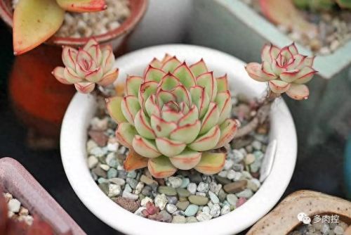 龙舌兰高原42攻略(龙舌兰高原攻略65)插图9 龙舌兰高原42攻略(龙舌兰高原攻略65)插图9