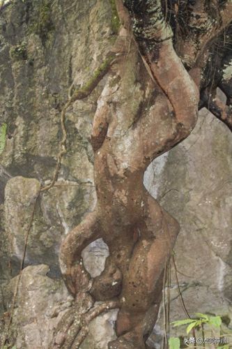 贵州旅游五大必去景点(张家界凤凰古城三日游攻略)插图7