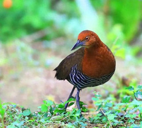 白喉斑秧鸡(判断白喉最简单的方法)插图19