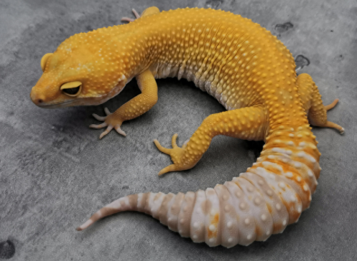 宫砂是指什么(守宫砂是什么)插图9