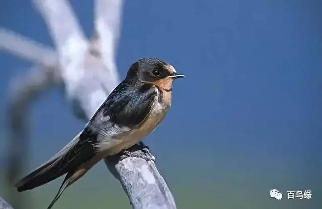 japonensisJAVA好妈妈欢迎你(japonensis忘忧草)插图7 japonensisJAVA好妈妈欢迎你(japonensis忘忧草)插图7