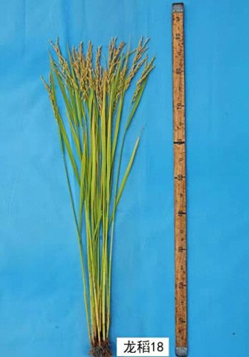 梦幻西游80龙附(梦幻西游火区80环)插图1 梦幻西游80龙附(梦幻西游火区80环)插图1