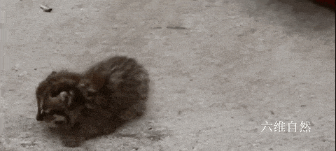 寻找小狸子(寻找小狸子之后怎么破除结界)