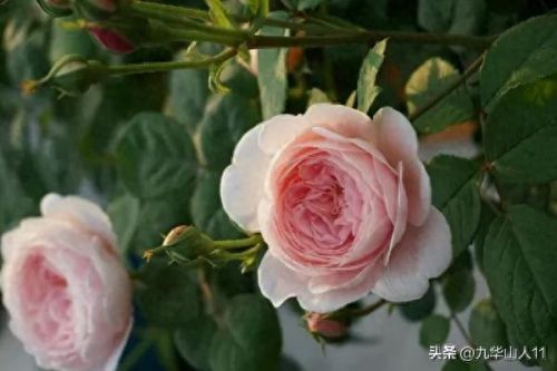 仙度瑞拉2(仙度瑞拉的逃亡刑具介绍)插图4 仙度瑞拉2(仙度瑞拉的逃亡刑具介绍)插图4