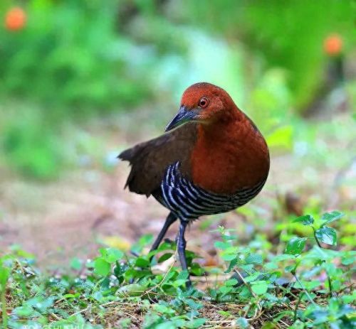 白喉斑秧鸡(判断白喉最简单的方法)插图16