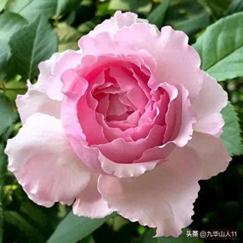 仙度瑞拉2(仙度瑞拉的逃亡刑具介绍)插图23 仙度瑞拉2(仙度瑞拉的逃亡刑具介绍)插图23