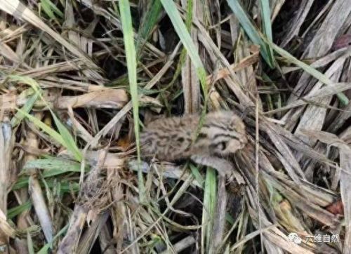 寻找小狸子(寻找小狸子之后怎么破除结界)插图1 寻找小狸子(寻找小狸子之后怎么破除结界)插图1