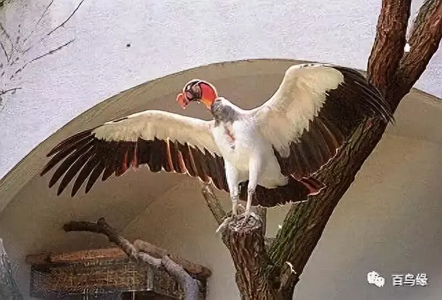 japonensisJAVA好妈妈欢迎你(japonensis忘忧草)插图31 japonensisJAVA好妈妈欢迎你(japonensis忘忧草)插图31