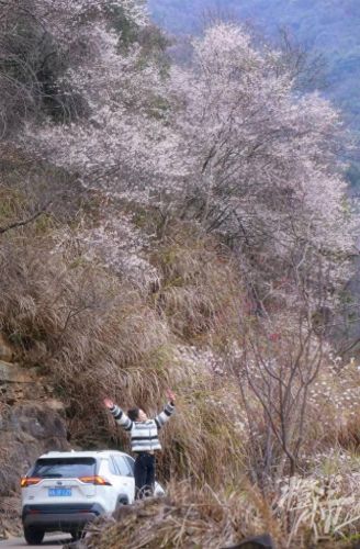 樱之路(穿越火线击杀音效)插图13 樱之路(穿越火线击杀音效)插图13