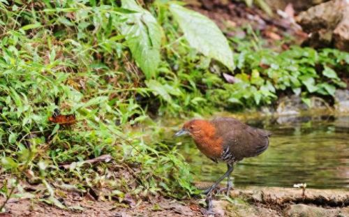 白喉斑秧鸡(判断白喉最简单的方法)插图