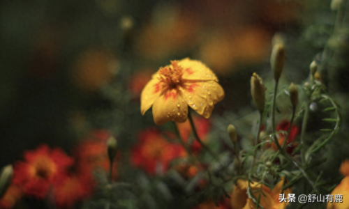 前世缘今生劫 攻略(浮世万千前世今生全攻略)